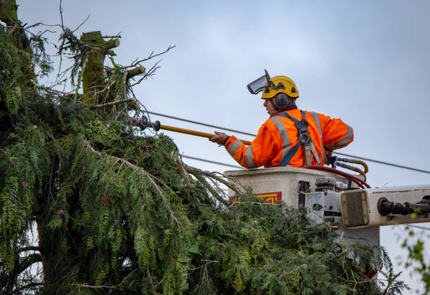 How Our Tree Care Process Works  in  Mission Canyon, CA